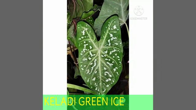 21 JENIS TANAMAN KELADI HIAS YANG PALING DIMINATI ( 21 KINDS OF CALADIUM PLANT MOST FAVORITE )