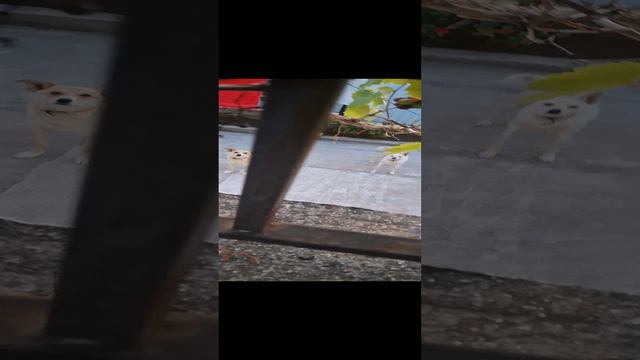 Наши ХВОСТИКИ