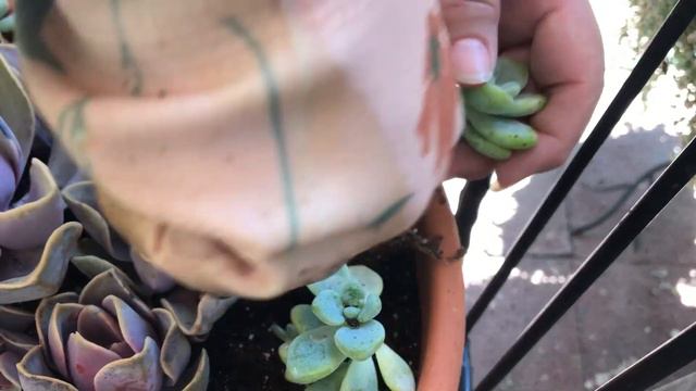 Echeveria Succulent Arrangement  | Succulents of the Day | Leaf and Designs | Suculentas del Dia