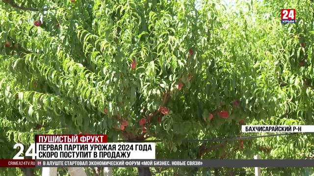 Крымские аграрии приступили к уборке персиков