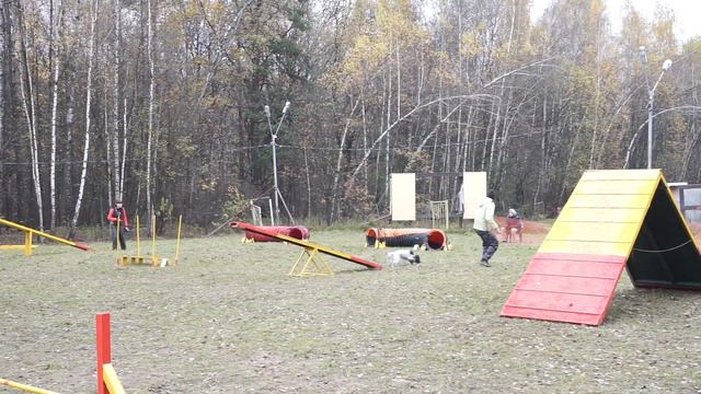 Аджилити. Кубок КЦ Ясенево 22.10. 2016
