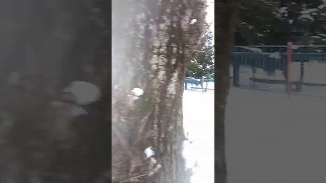 Дятел в городе!