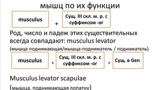 Анатомический модуль Занятие 5.mp4