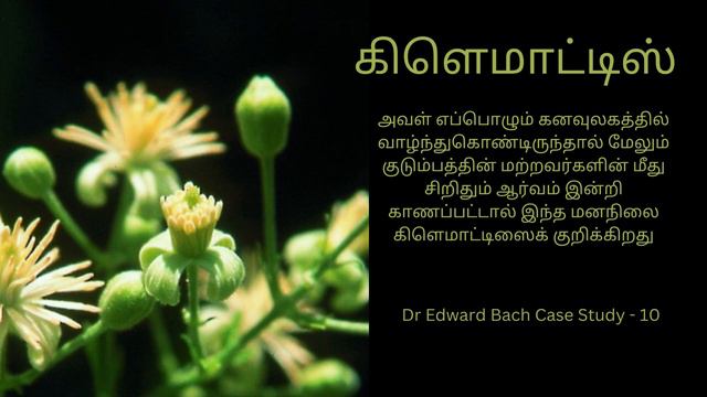 கிளெமாட்டிஸ் 3 Clematis Dr Bach Case Study - 10
