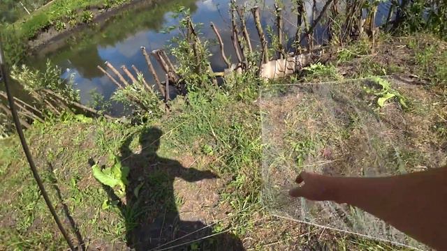 ОПУСТИЛ ПАУК в СОБСТВЕННЫЙ ПРУД и ОФИГЕЛ !!!!