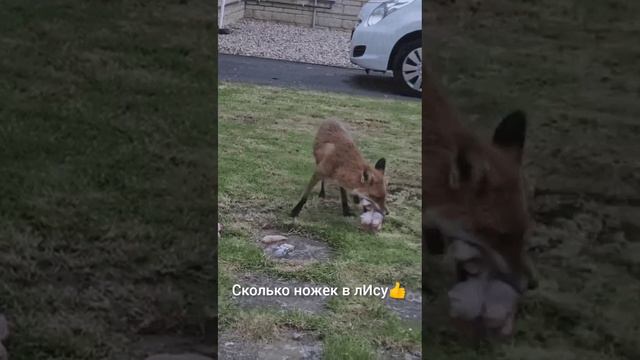 Сколько ножек в лИсу.