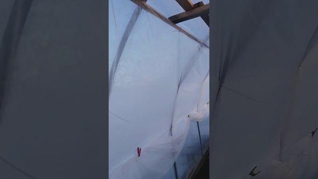 Агроткань против капели в теплице.