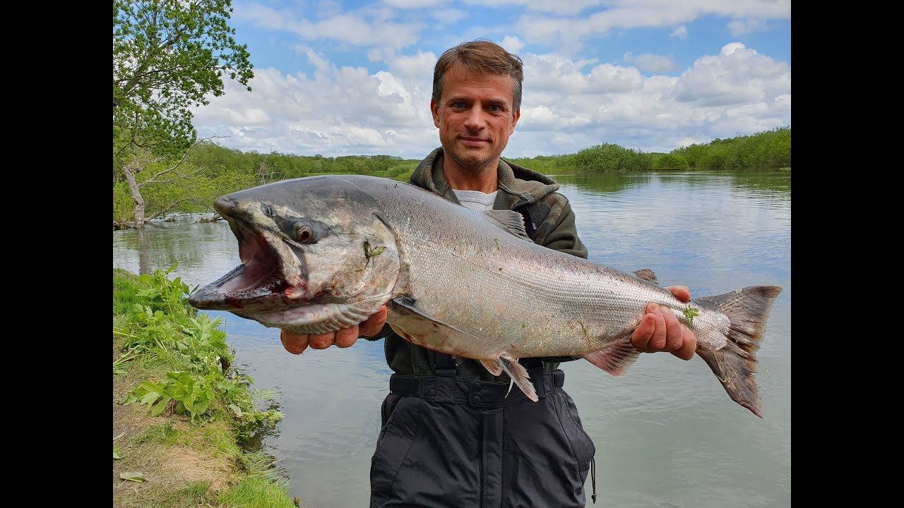 Рыбалка на спининг, ловля лосося (чавычи), часть-1.