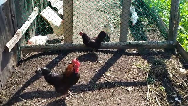 ЗАБОЛЕЛА\НА ПАСЕКЕ\НА РЕКЕ\ОБХОД ОГОРОДА И КУРЯТНИКА\
