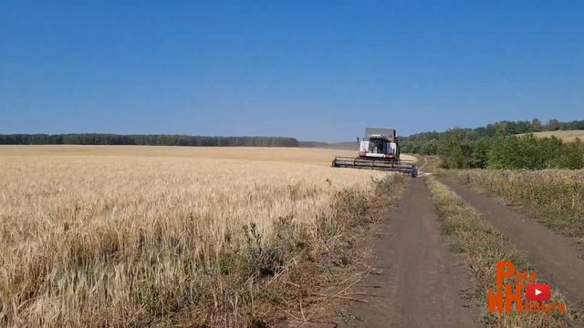 Ячмень после евролайтинга. Низкие нормы высева дают хороший результат в засуху