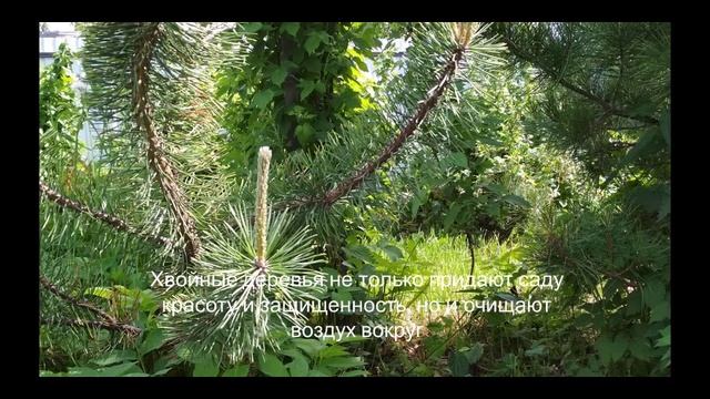 Хвойники