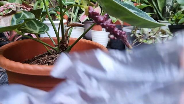 Ciri Bunga Anthurium Dorayaki Mangkok Yang Siap Dipanen