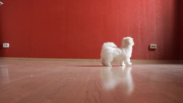 MALTESE (мальтезе)