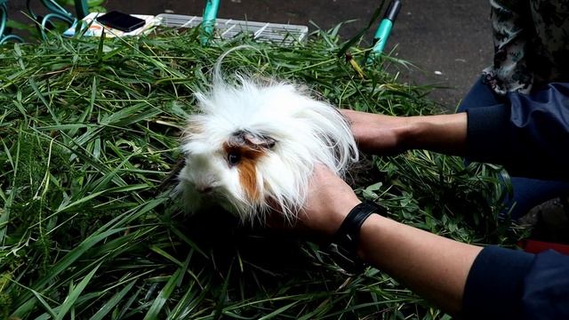 Не морские, а заморские.