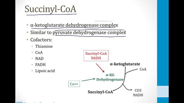 Biochemistry - 2. Metabolism - 8. TCA Cycle atf