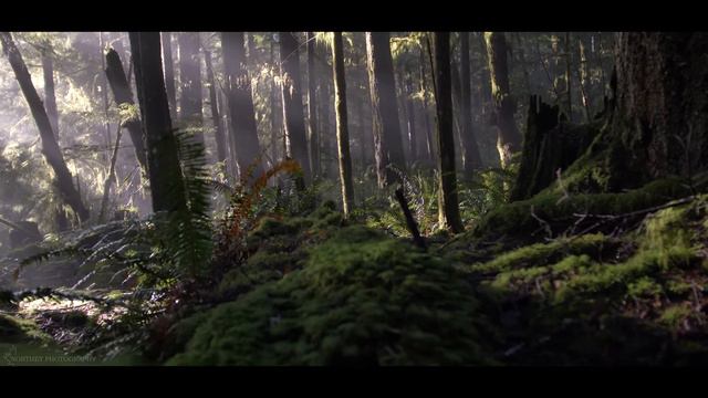 Forest [1080 24fps 1 373 000 bitrate]