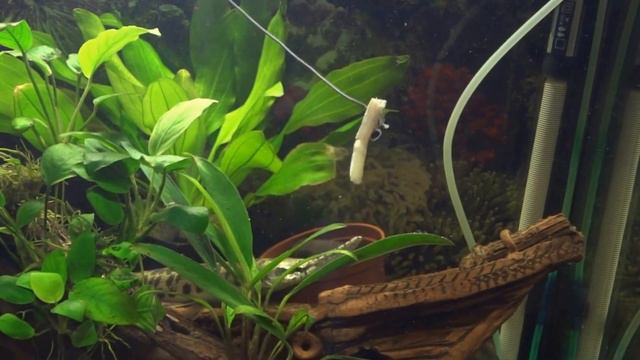 Панцирная щука в аквариуме.Lepisosteus oculatus.水族館チューブラー穂先. 3. Мойва на обед.