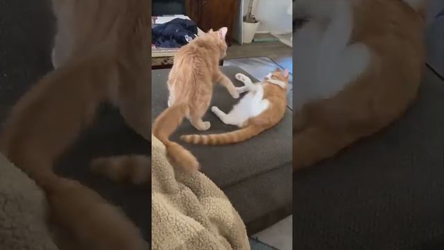 Смешные животные _ Восхитительные коты и собаки 2022