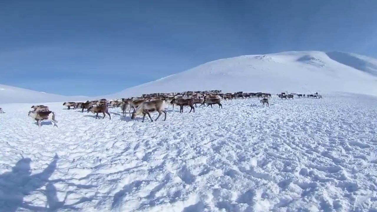 Отлов оленей в  верховьях ручья Сенька-Шор. Полярный Урал