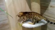Бенгальский котенок Рокси - ласковый леопардик у Вас дома
