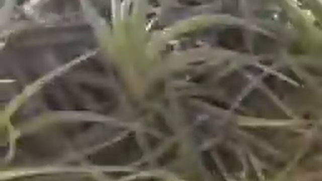 Tillandsia Aeranthos