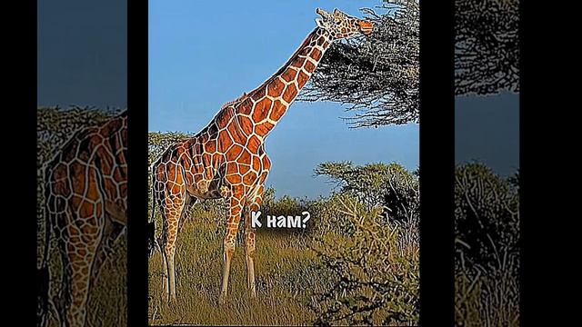 чисто жизнь