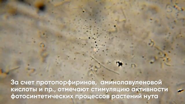 Инокулянт для нута Planteco Клубеньковые бактерии Mesorhizobium ciceri. Бактерии для нута.