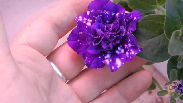 Петуния Zodiac