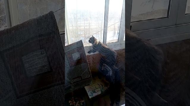 завёл кошку