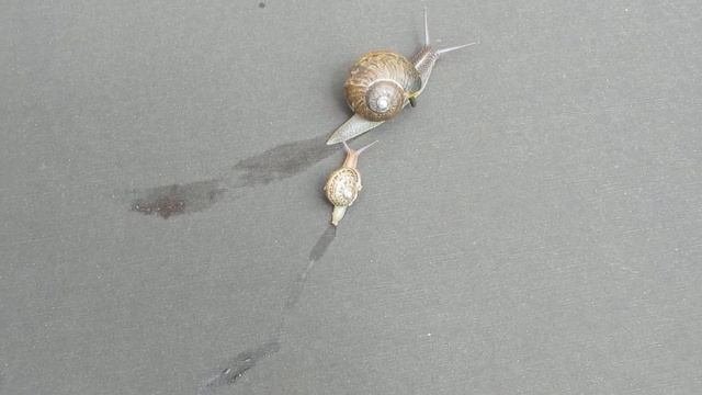 caracoles limacina