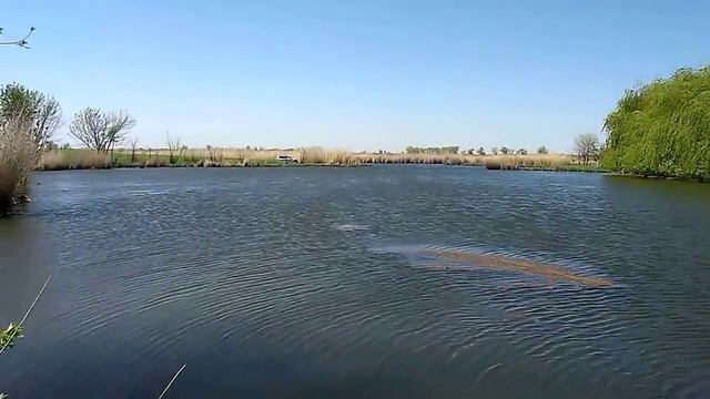 Рыбалка с активатором клёва “FishHungry” 1 часть