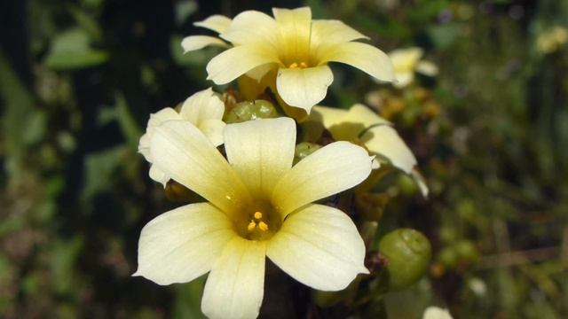 Yellow-eyed grass - Sisyrinchium striatum - Geislaseymi - Randaliljur - Sumarblóm