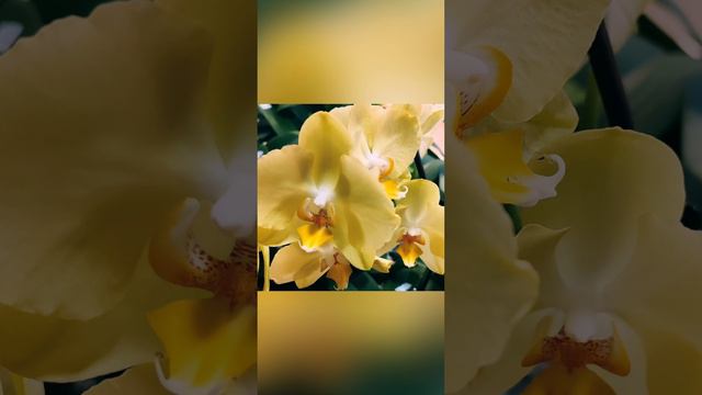 Фаленопсис сорт Феррара (домашнее цветение)😍❤️🤩