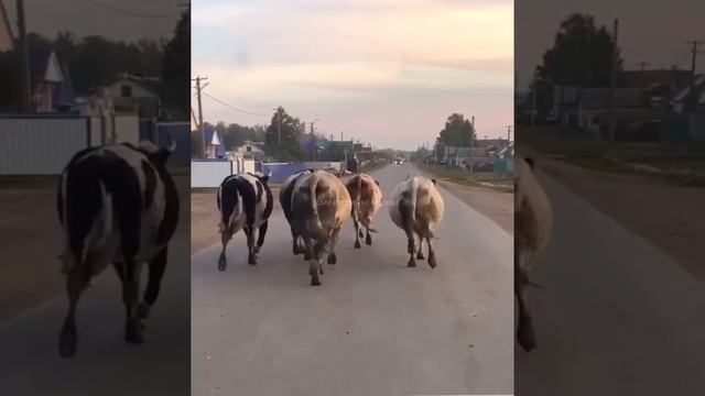 Врываемся в выходные также бодро, как эти бурёнки из Башкирии, ставшие звёздами местных пабликов 😅