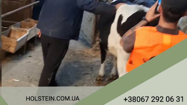 Племенные нетели для Республики Казахстан