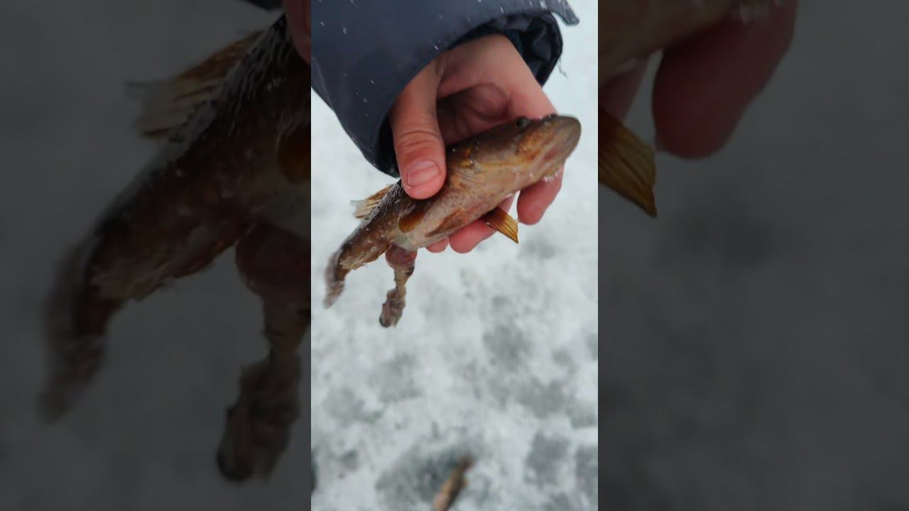 Жадный РОТАН Старое не переварилось #shorts #viral #fish #зимняярыбалка #зимняяловля