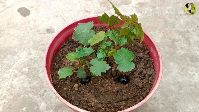 Grow grapes tree from grapes at home