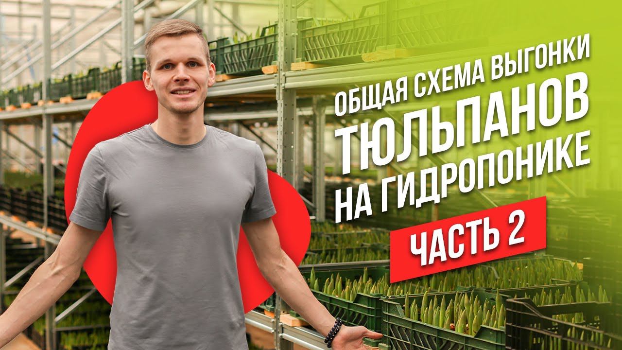 Выгонка тюльпанов на гидропонике. Топпинг, кальциевая селитра, влажность в теплице. Часть 2