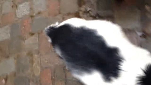 Самый злобный баран