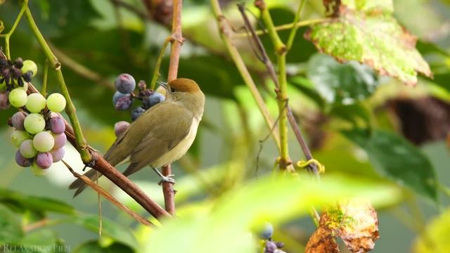 Morning Nature - Relaxation Film - Peaceful Relaxing Music