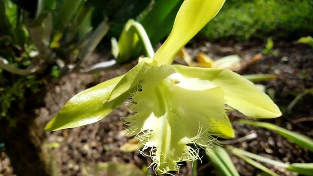 Lime Green Orchid, Rhyncholaelio digbyana