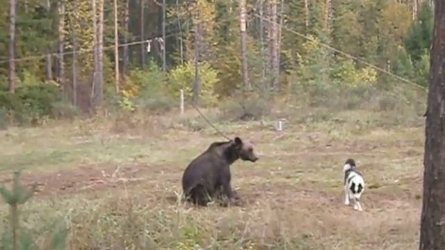 P9130050 работа Рел по медведю