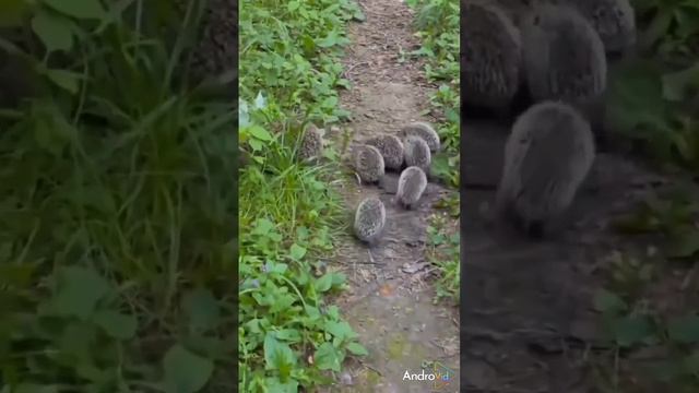 колючие гости🦔✴️