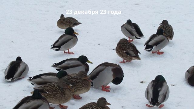 Новогоднее нашествие уток и паводок. Брянск 2024 год
