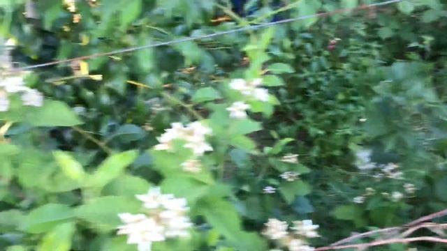 Малина Пшехиба черешня и ежевика.