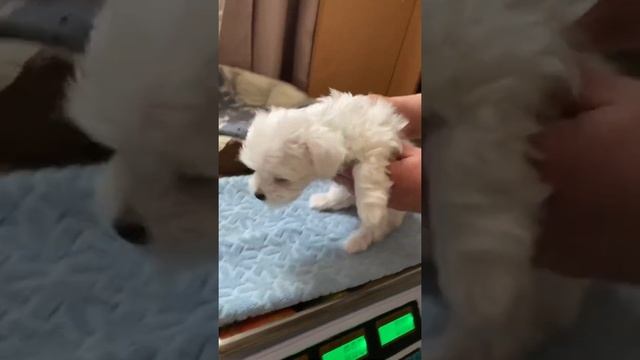 Взвешивание щенков мальтезе