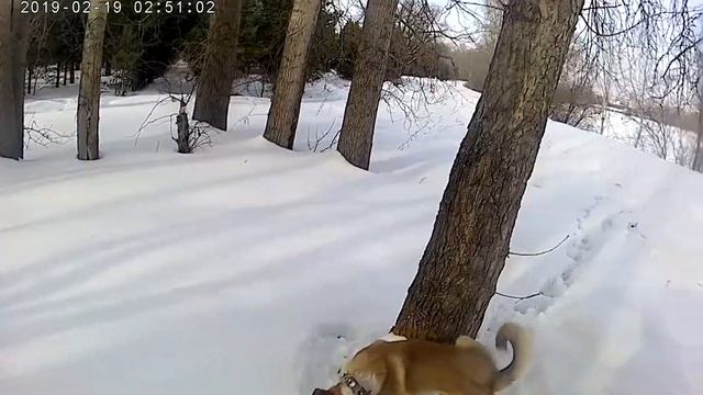 Не мотособака Руян )
