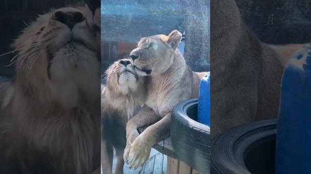 VID_20230317_101642_898.mp4