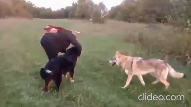 чехословацкий влчак, бернский зенненхунд и ротвейлер