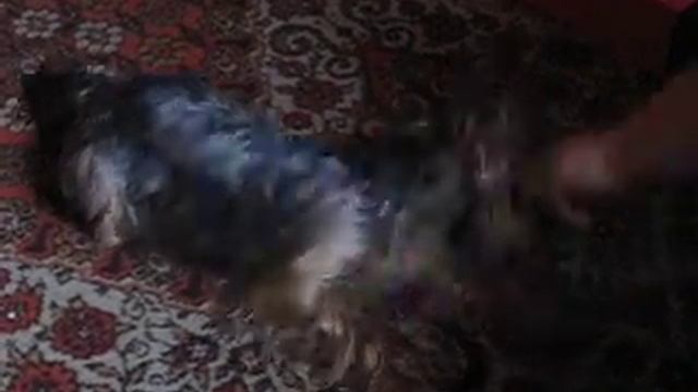 Йорк-Брюсик выполняет команды